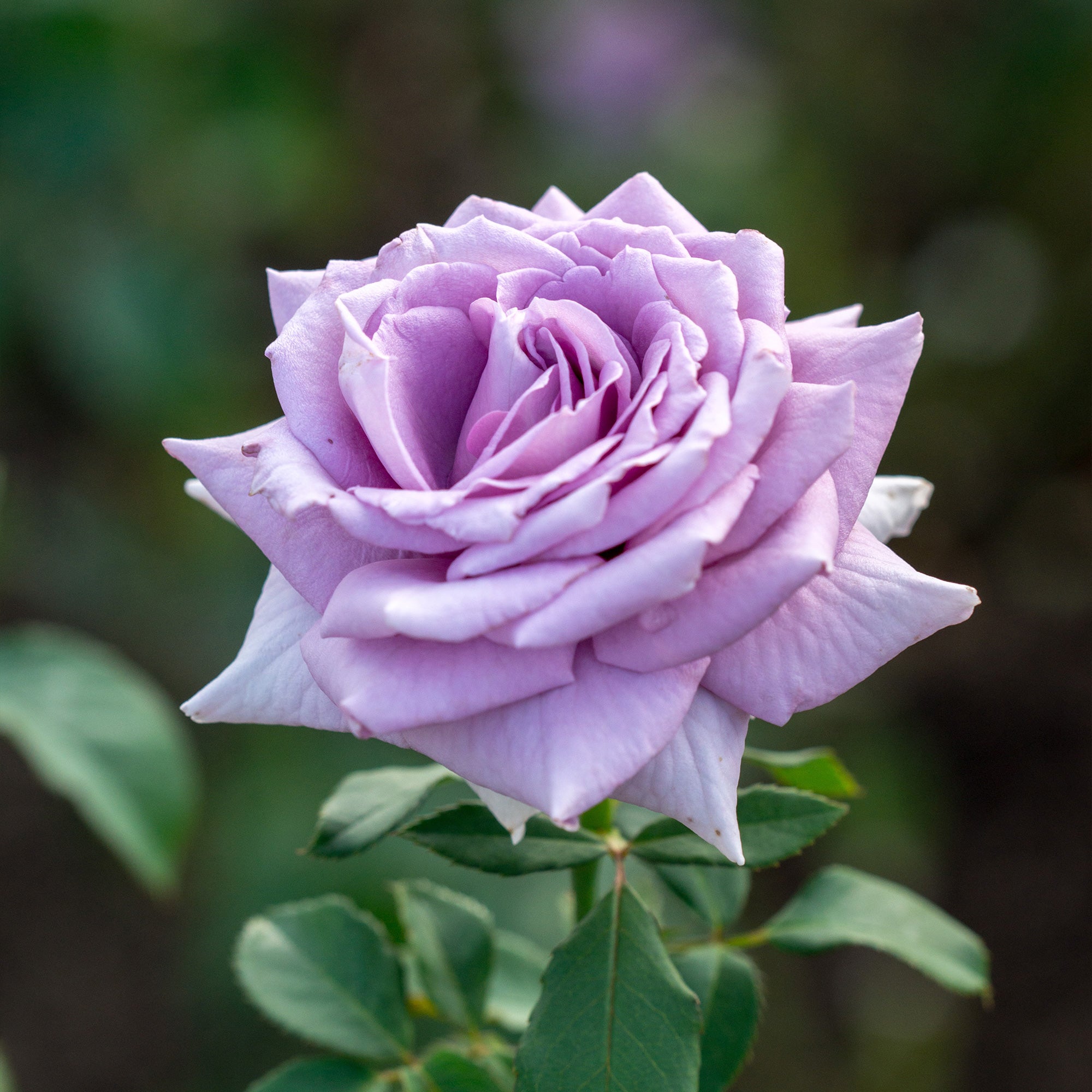Bakker rosier buisson violet racine nue 2+ branches parfumé