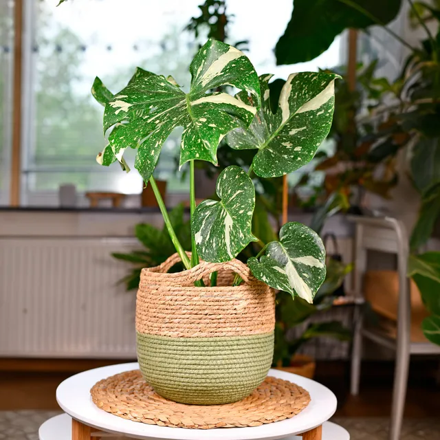 Bakker Thai Constellation monstera intérieur pot 12cm panaché