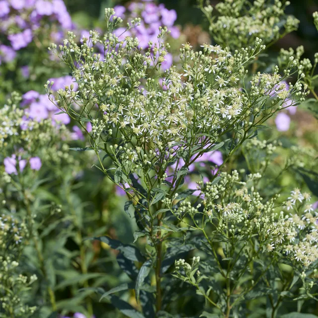 Bakker Aster Weisser Schirm vivace blanche pot 9cm