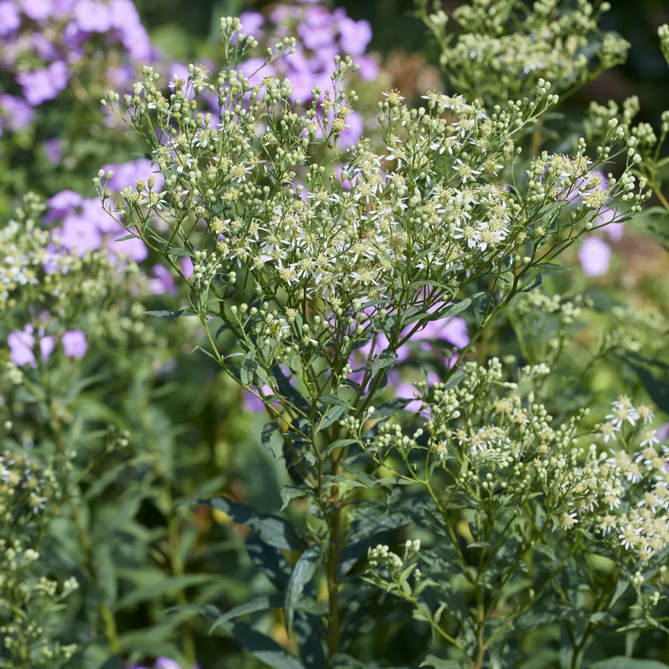 Bakker Aster Weisser Schirm vivace blanche pot 9cm