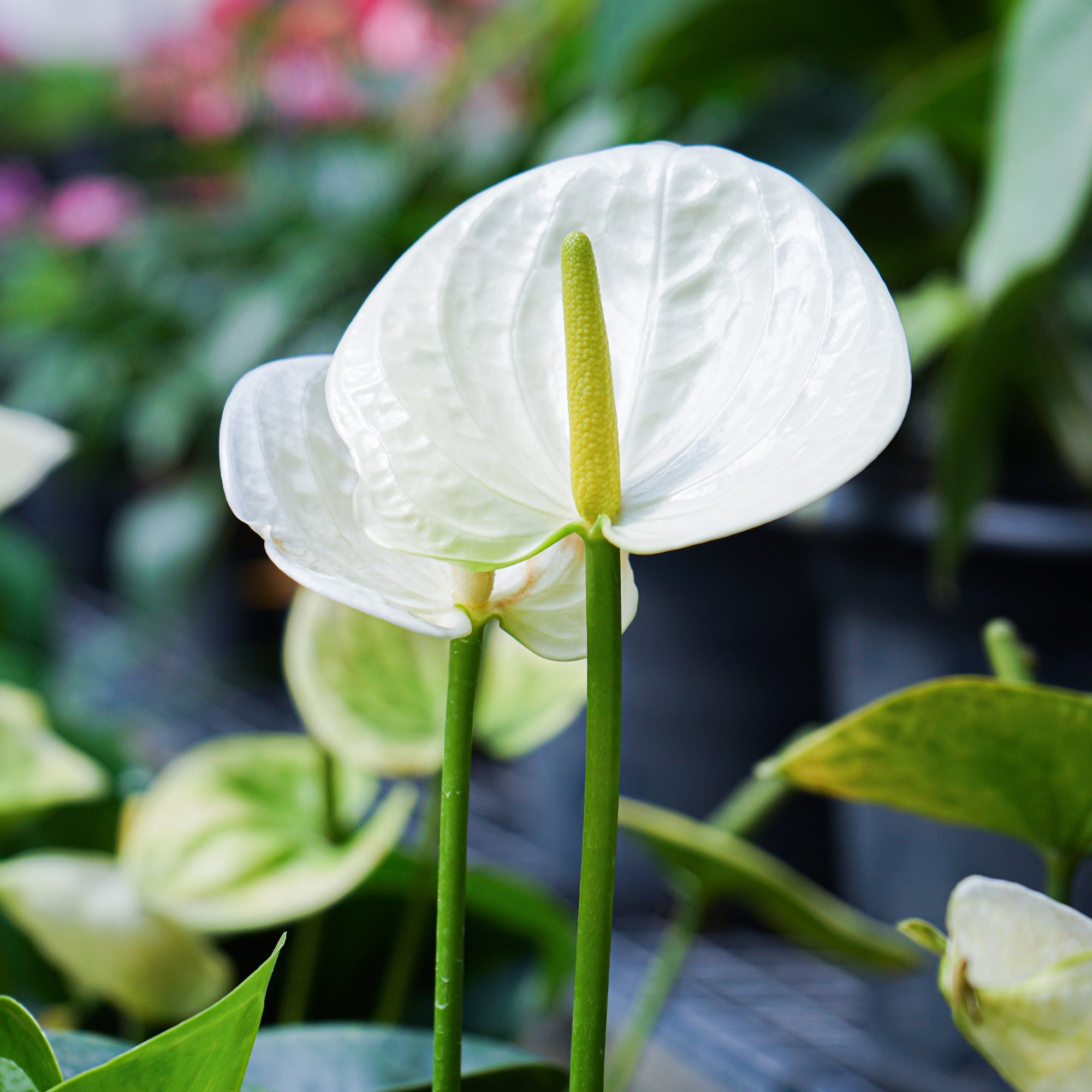 Bakker Anthurium White Champion plante d’intérieur blanc pot 12cm