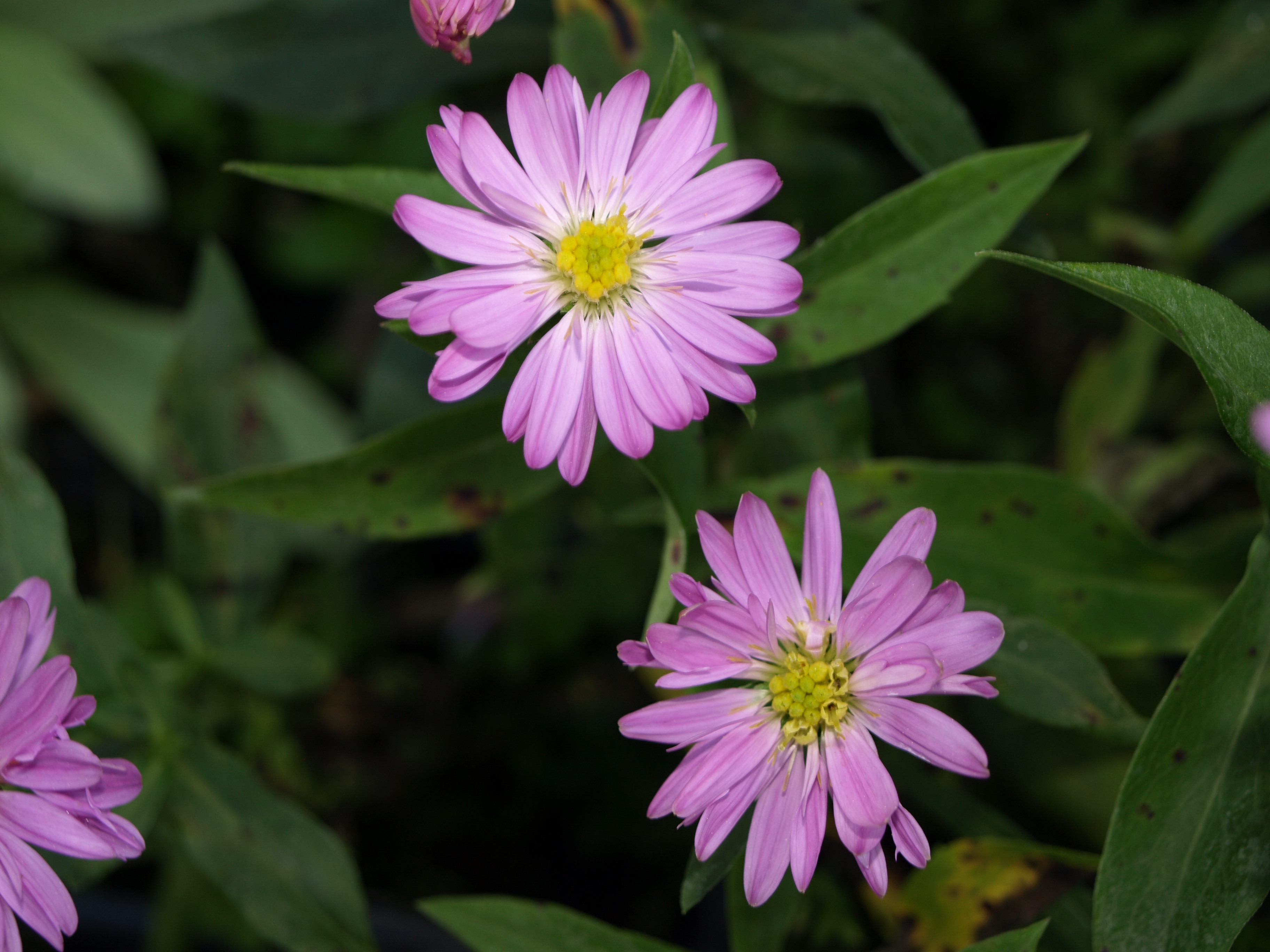 Passion Vivaces ASTER novi-belgii Sarah Ballard vivace godet rose