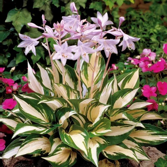 Bakker Hosta Feu et Glace vivace racine nue feuillage bicolore