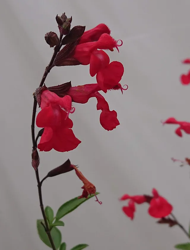 Passion Vivaces Salvia Flammenn plante pot 1 litre rouge