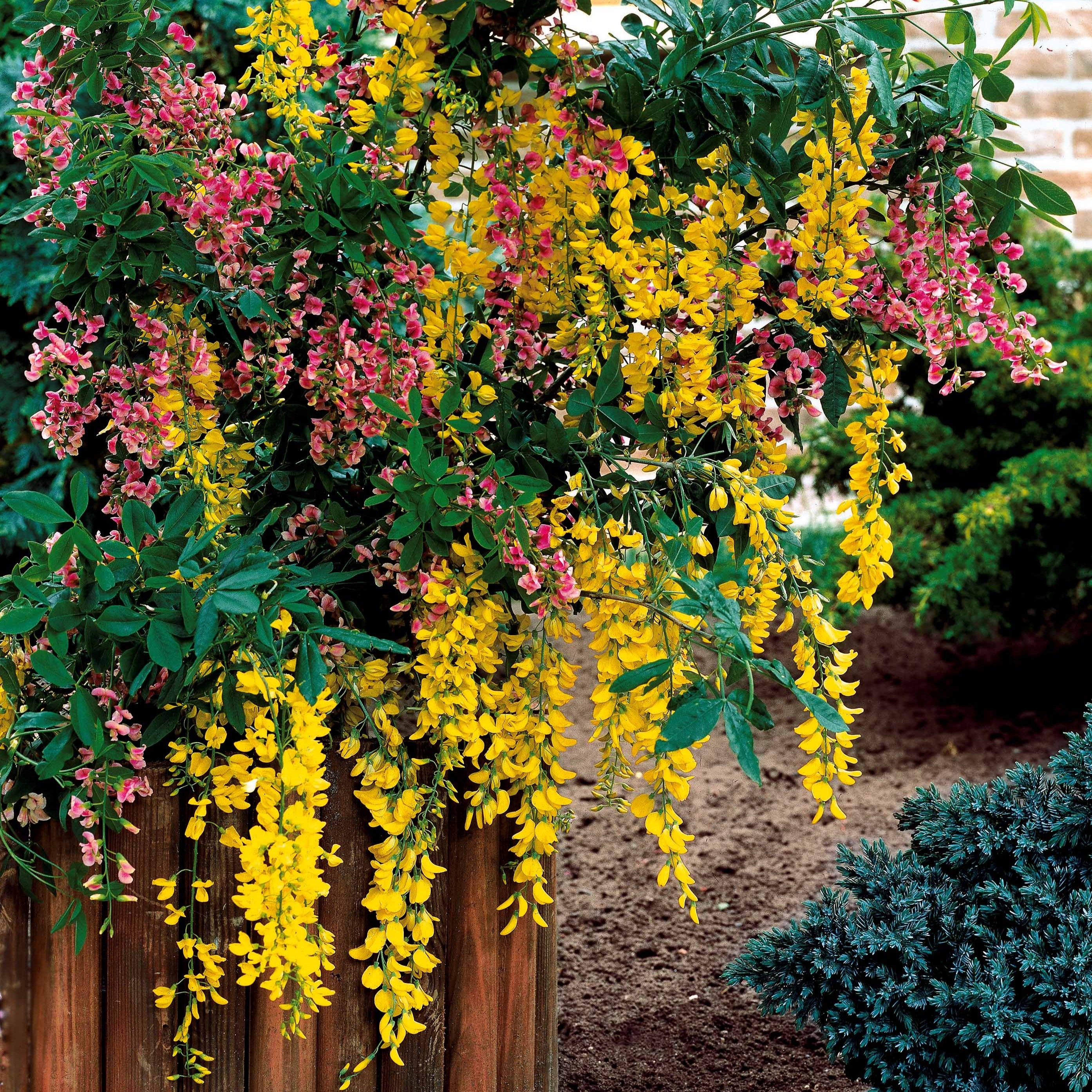 Bakker Cytise bicolore arbuste pot 2L 50-60cm fleurs jaune