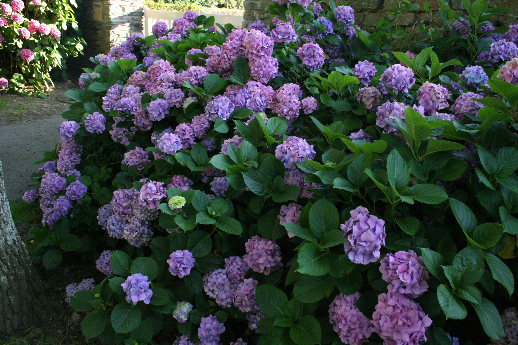 Les Hortensias du Haut Bois Goliath hortensia boule grandes fleurs