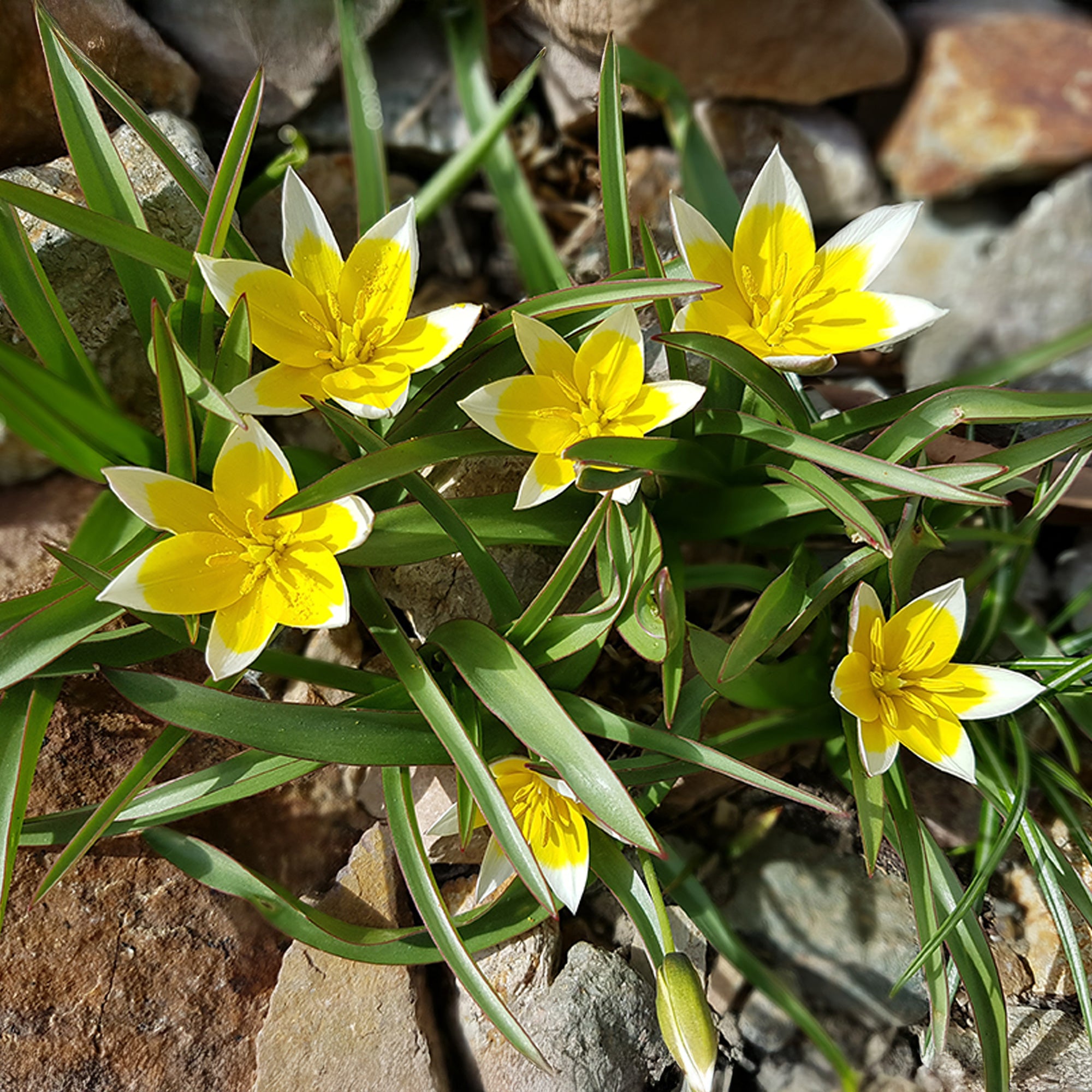 Bakker Tulipa Tarda tulipe botanique sachet 10 bulbes jaune