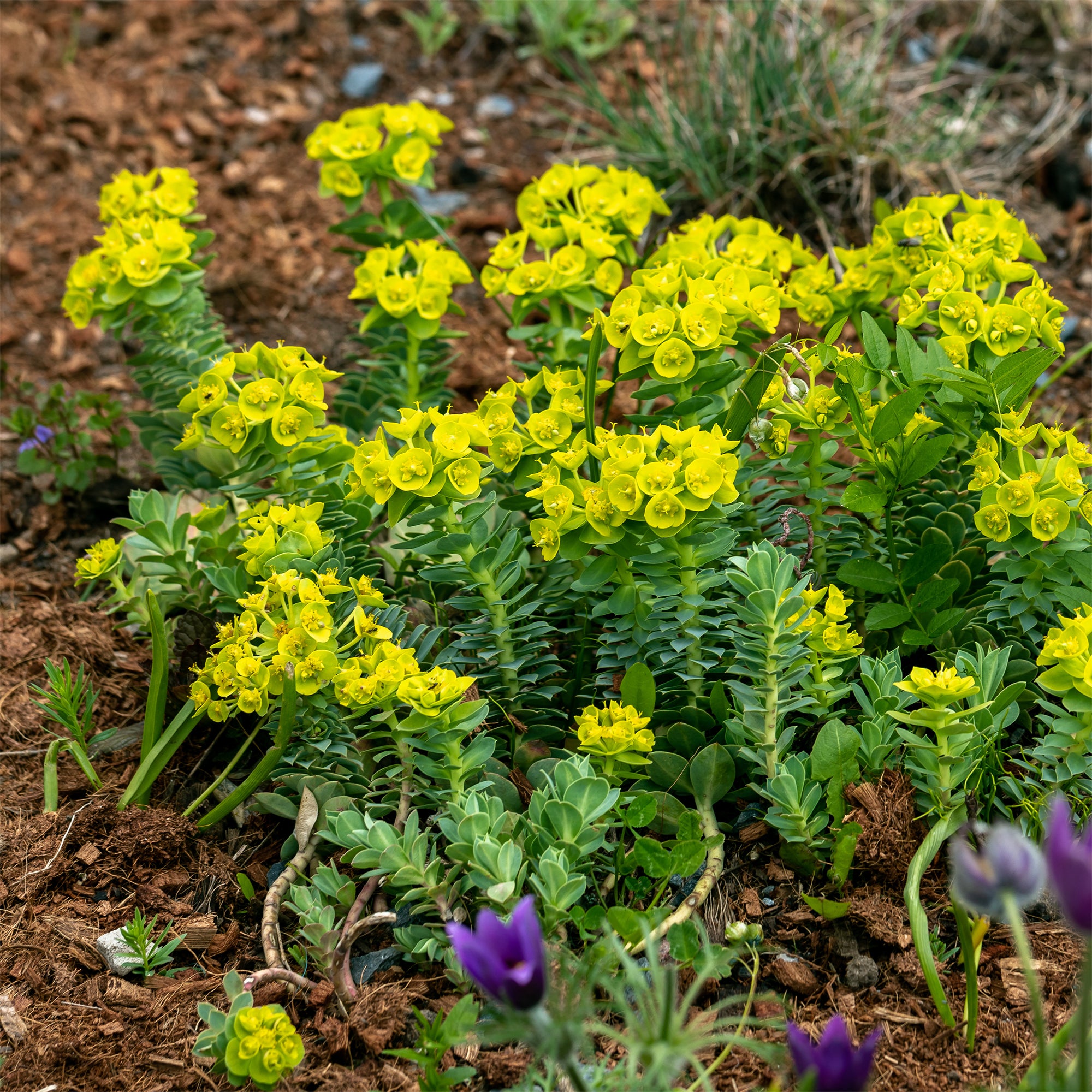 Bakker Euphorbe de Corse vivace pot feuillage persistant soleil