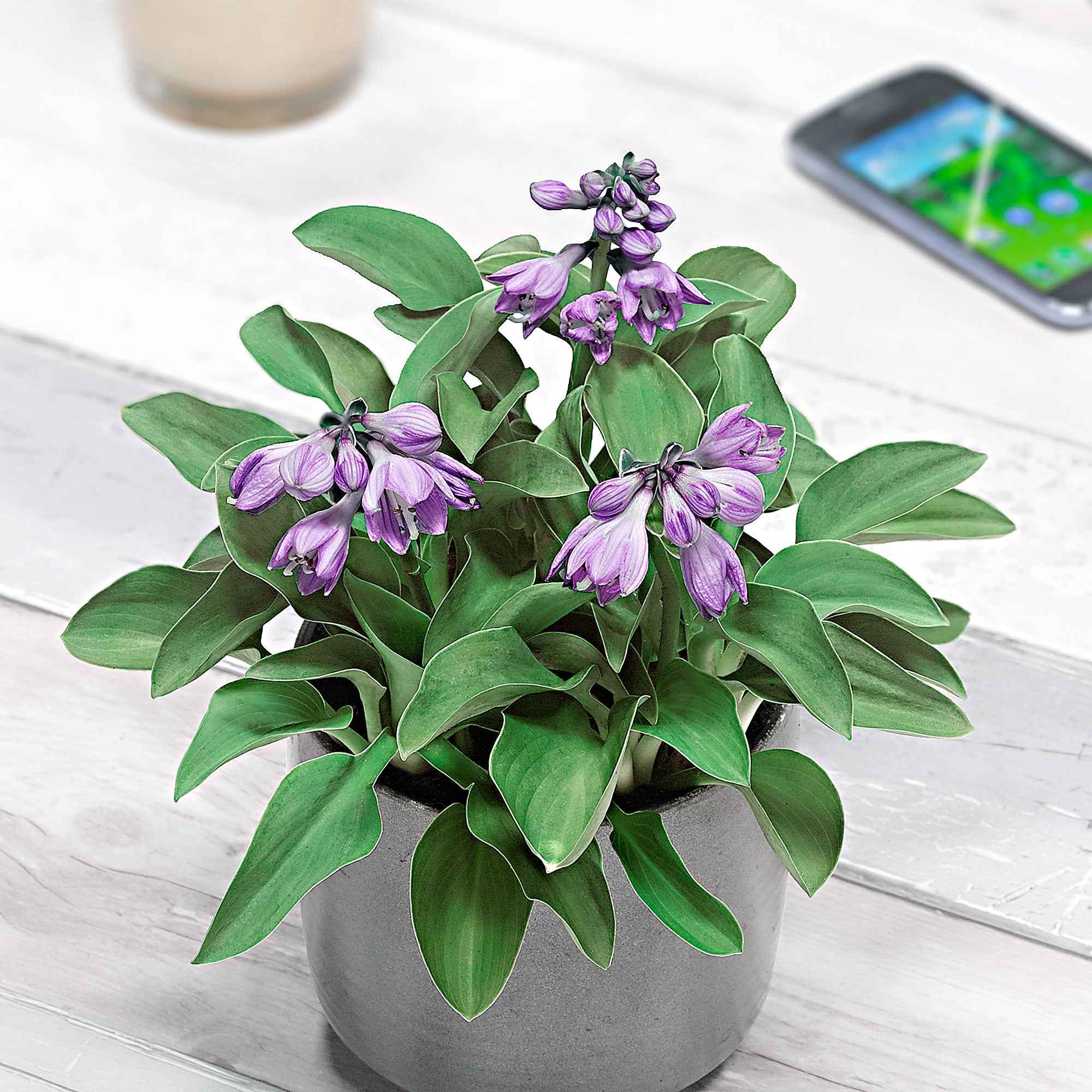 Bakker Hosta Blue Mouse Ears vivace pot 9cm mi-ombre