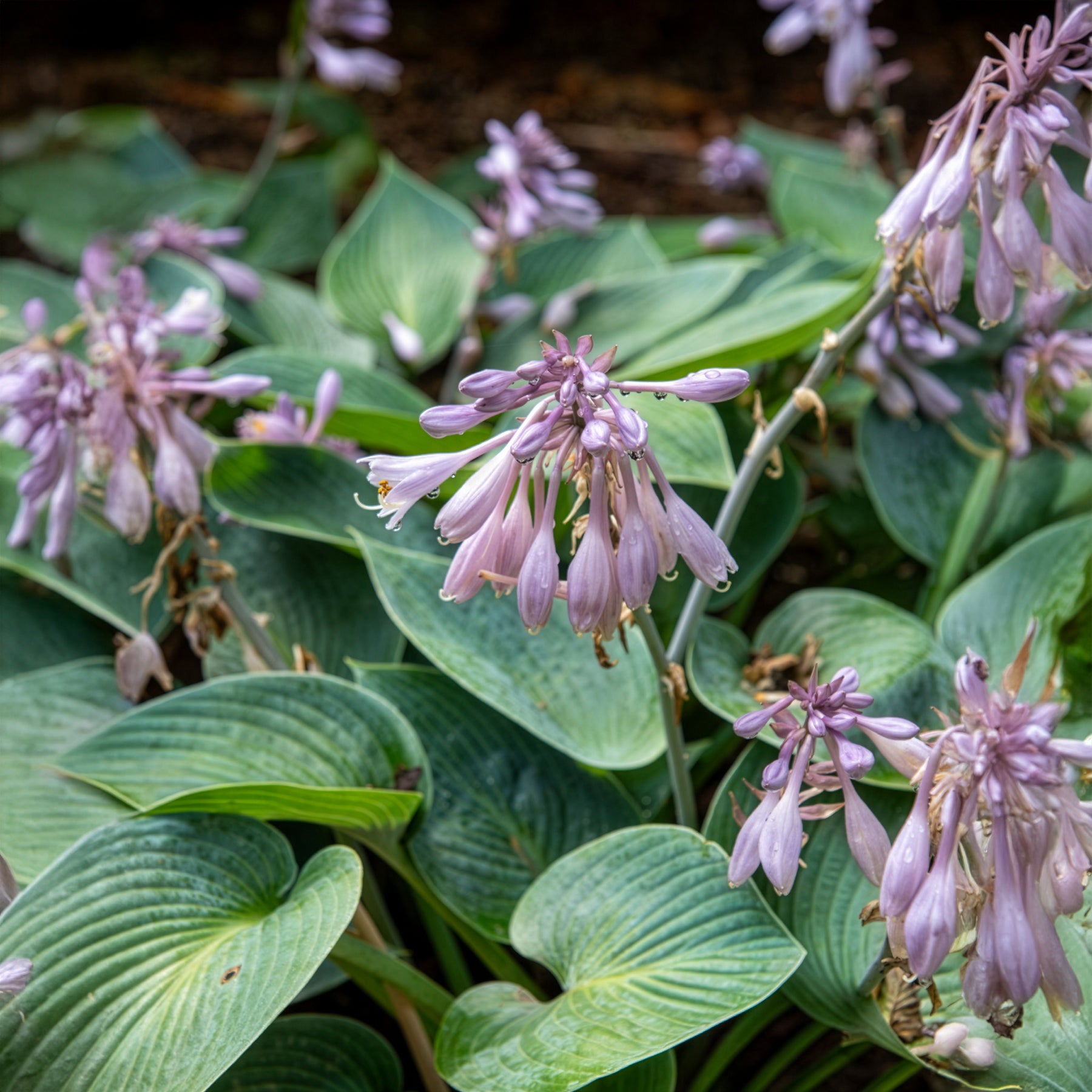 Bakker Hosta Halcyon vivace bleue pot 8 cm ombre