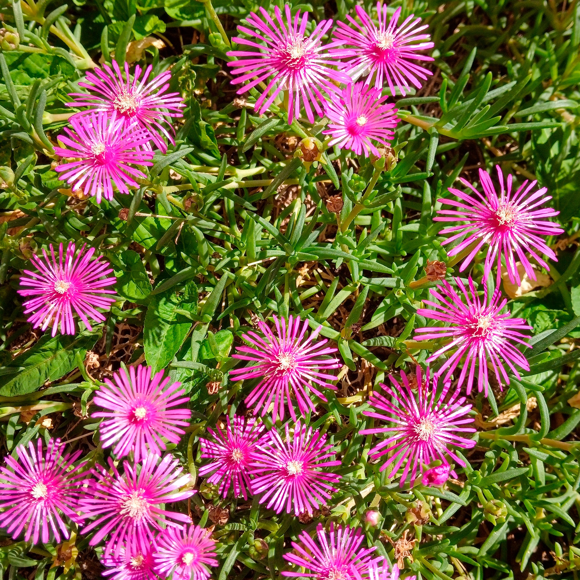 Bakker Delosperma de Cooper vivace fuchsia pot Ø 9cm