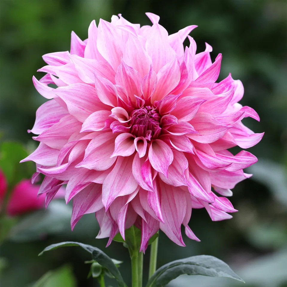 Bakker Dahlia Café au Lait Rose bulbe géant fleur 20cm