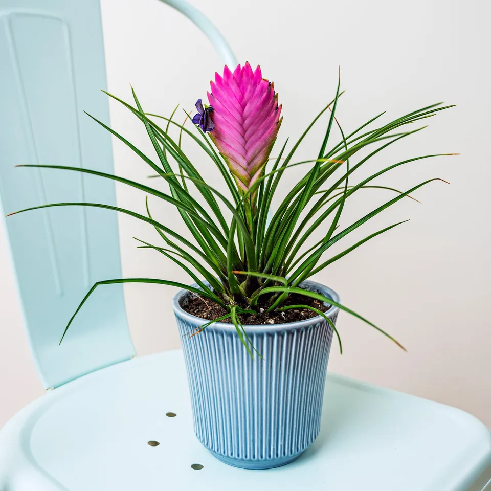 Bakker Tillandsia bleu plante intérieure pot 9cm épi rose