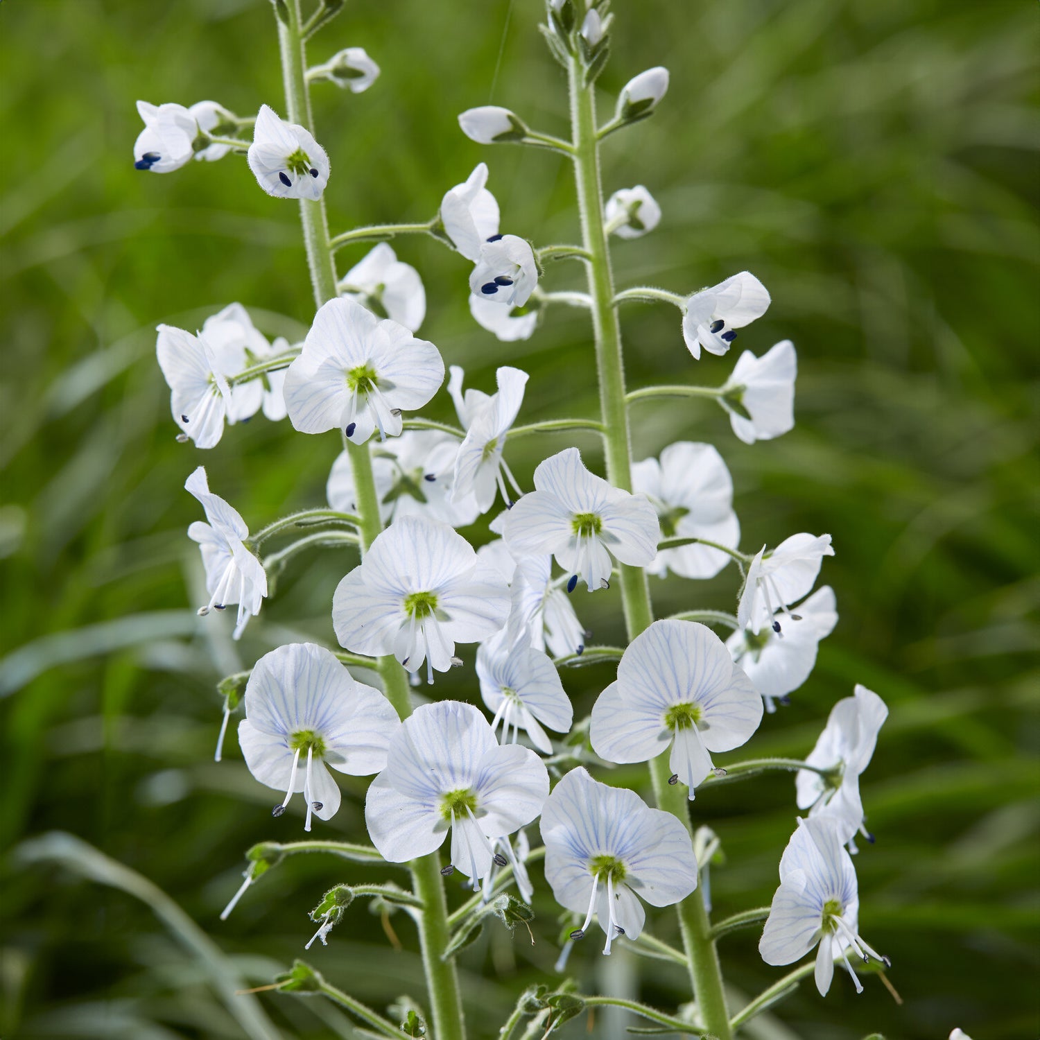 Bakker Véronique du Caucase plante vivace pot 9cm bleue