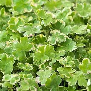 Bakker Écuelle d'eau panachée plante bassin pot 11cm berge