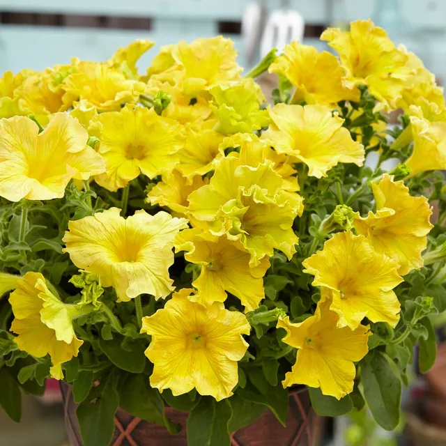 Bakker Balcon Pétunias géants jaunes 3 pots Ø 10.5cm