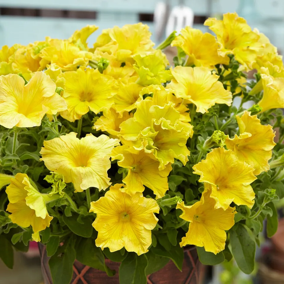 Bakker Balcon Pétunias géants jaunes 3 pots Ø 10.5cm