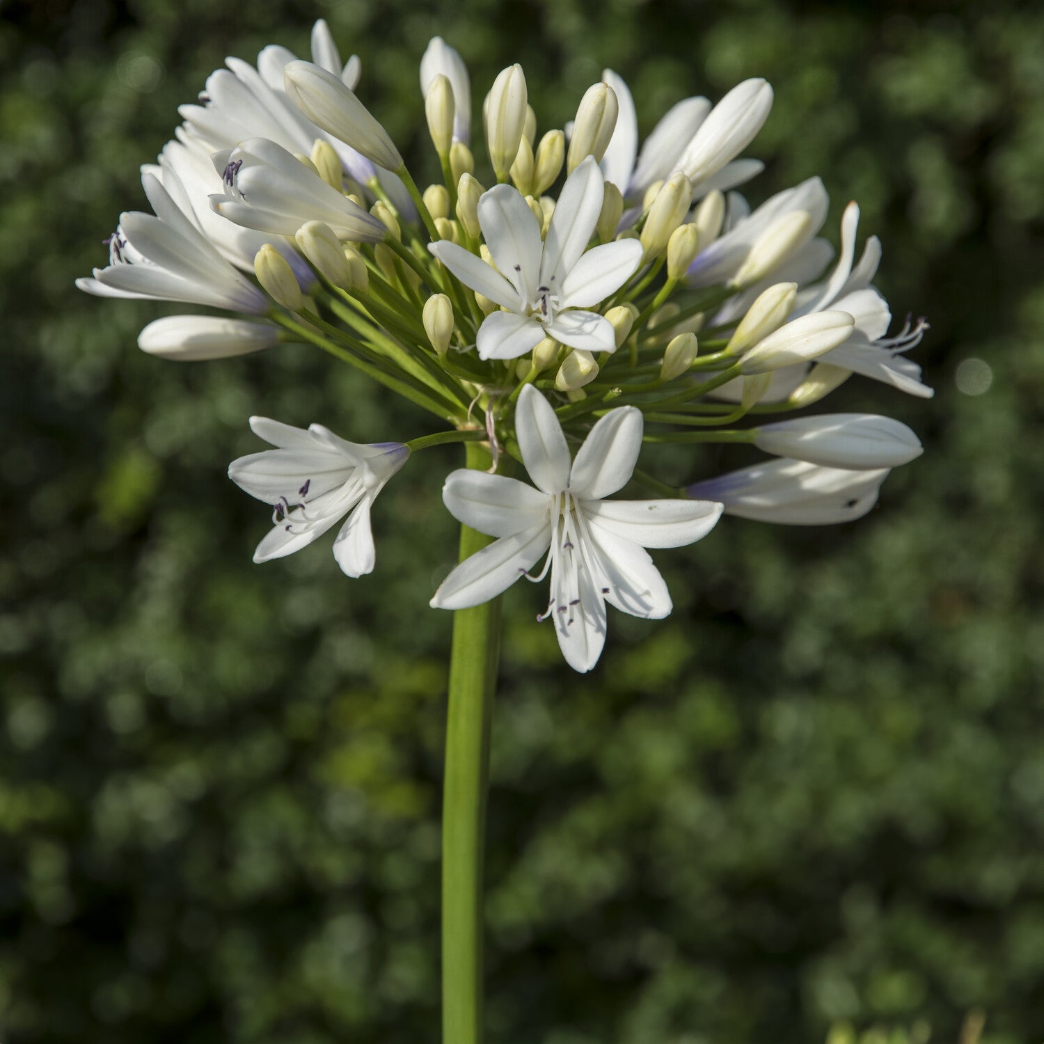 Bakker Agapanthus Enigma vivace blanche pot Ø9cm