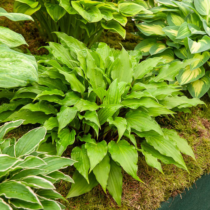 Bakker Hosta Little Red Rooster vivace pot Ø 9cm vert