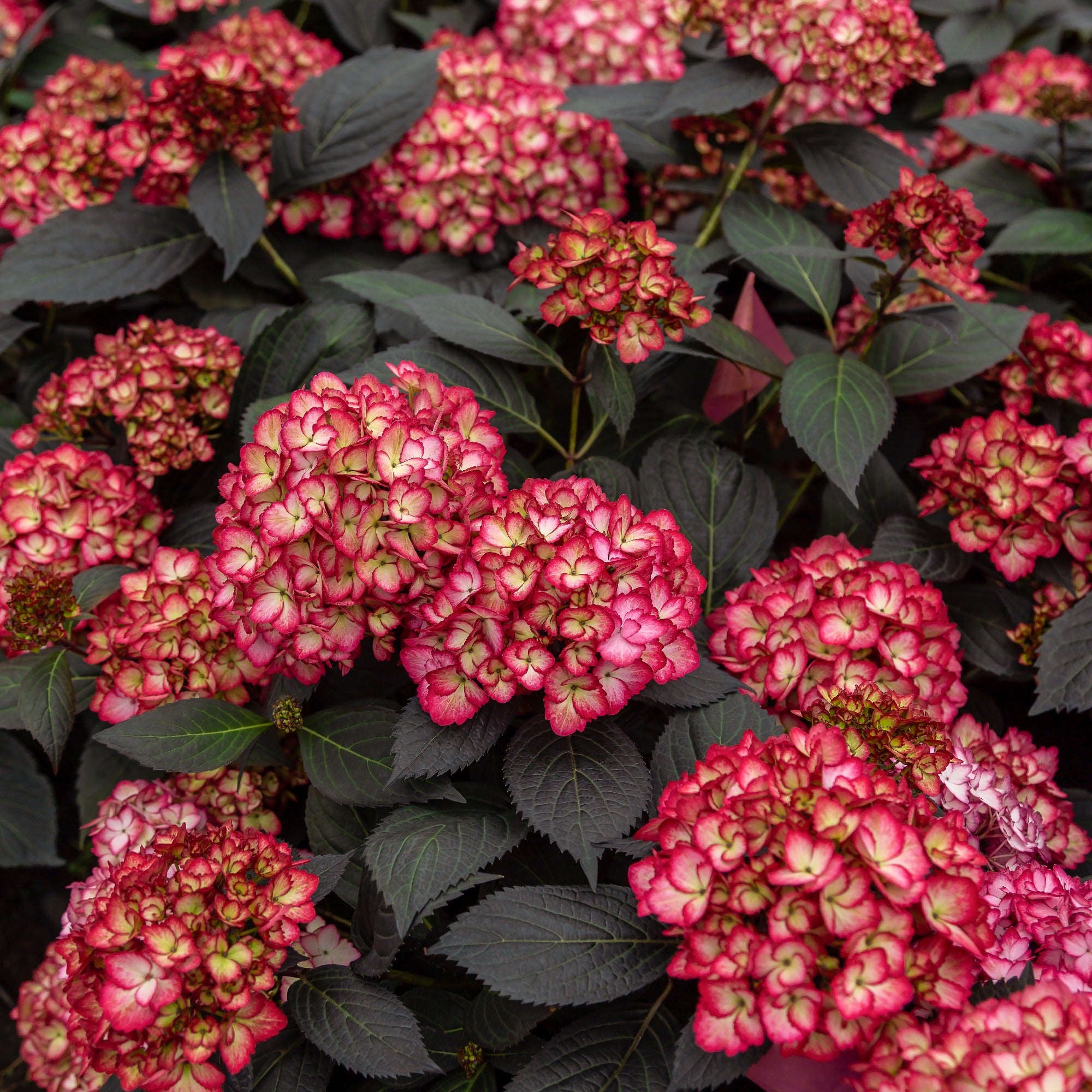Bakker Hortensia Eclipse Bailmacseven plante pot 3L rouge