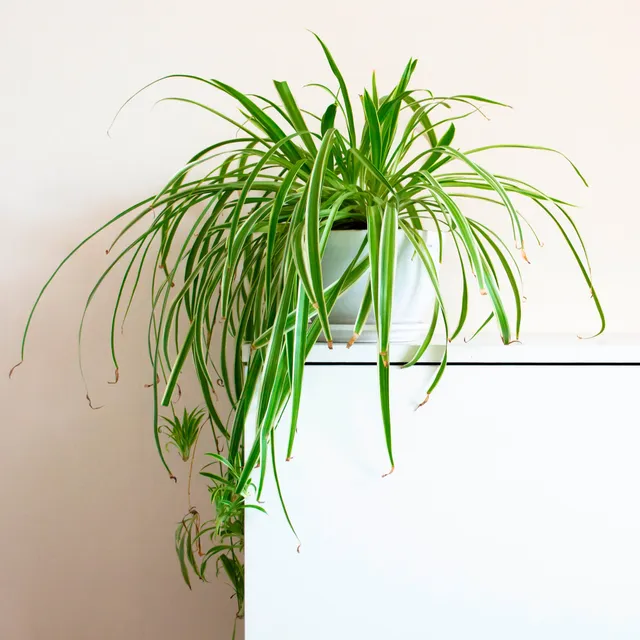 Bakker Plantes d'intérieur Chlorophytum Vittatum plante araignée pot 14cm