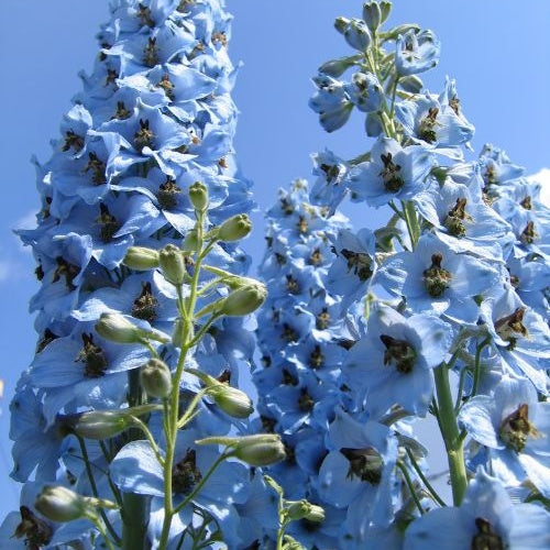 Bakker Ciel Bleu delphinium paquet 5 racines bleu