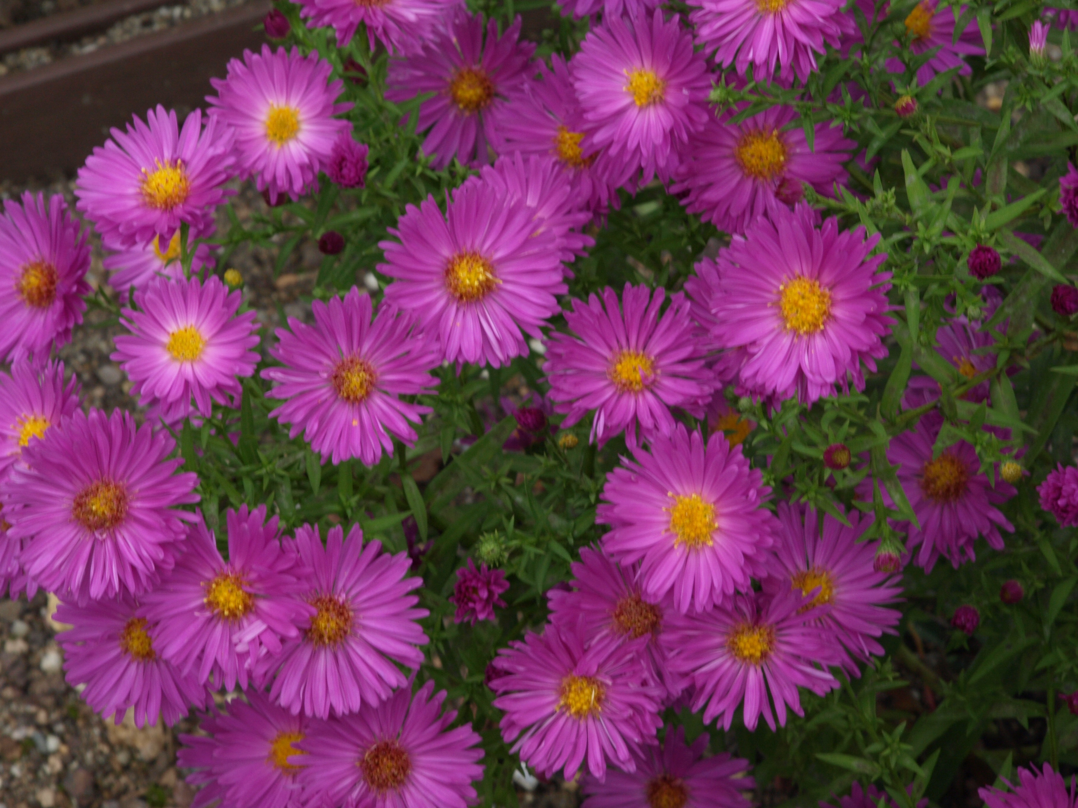 Aster dumosus Picasso plante vivace godet rose violacé
