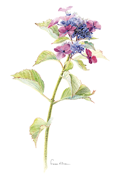Les Hortensias du Haut Bois Zeisig carte postale A6 jardin