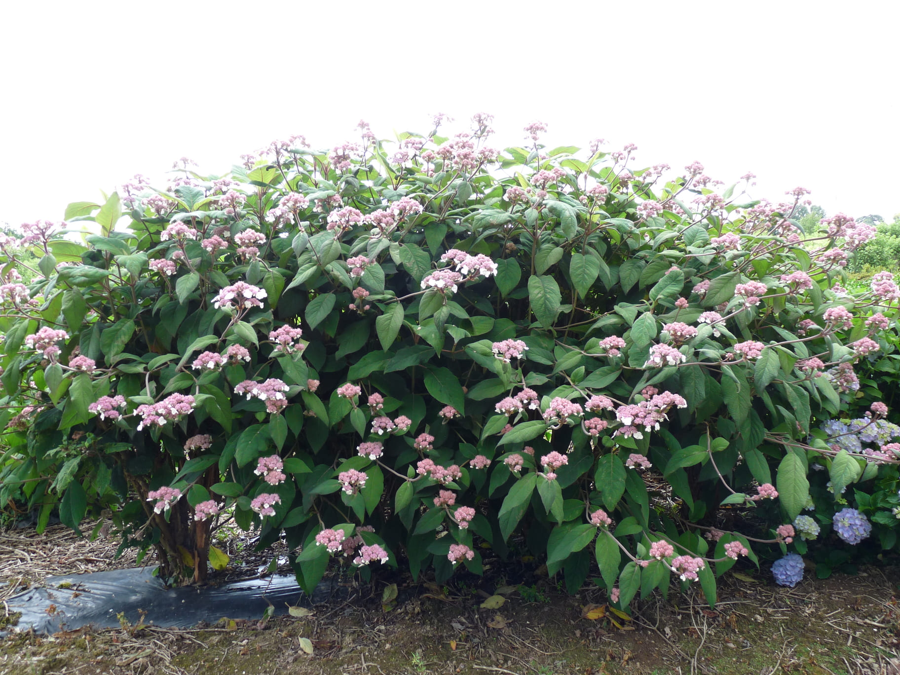 Les Hortensias du Haut Bois Hydrangea aspera Macrophylla hortensia godet