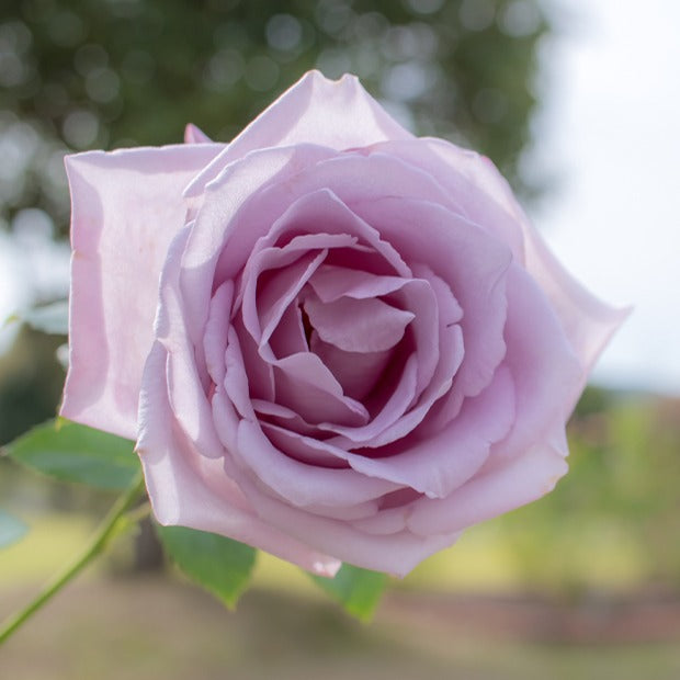 Bakker Rosier Buisson Lune Bleue motte rose lilas parfumé