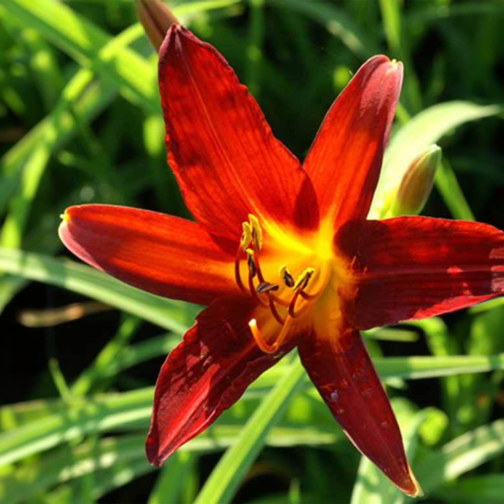 Bakker Sammy Russell Hémérocalle vivace pot Ø9 cm rouge