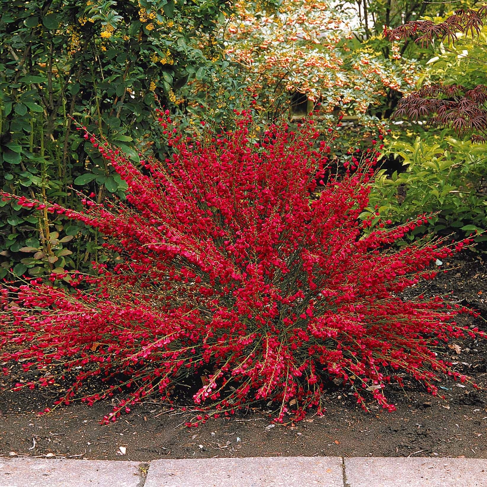 Bakker Collection 3 arbustes fleuris lagerstroemia pot soleil