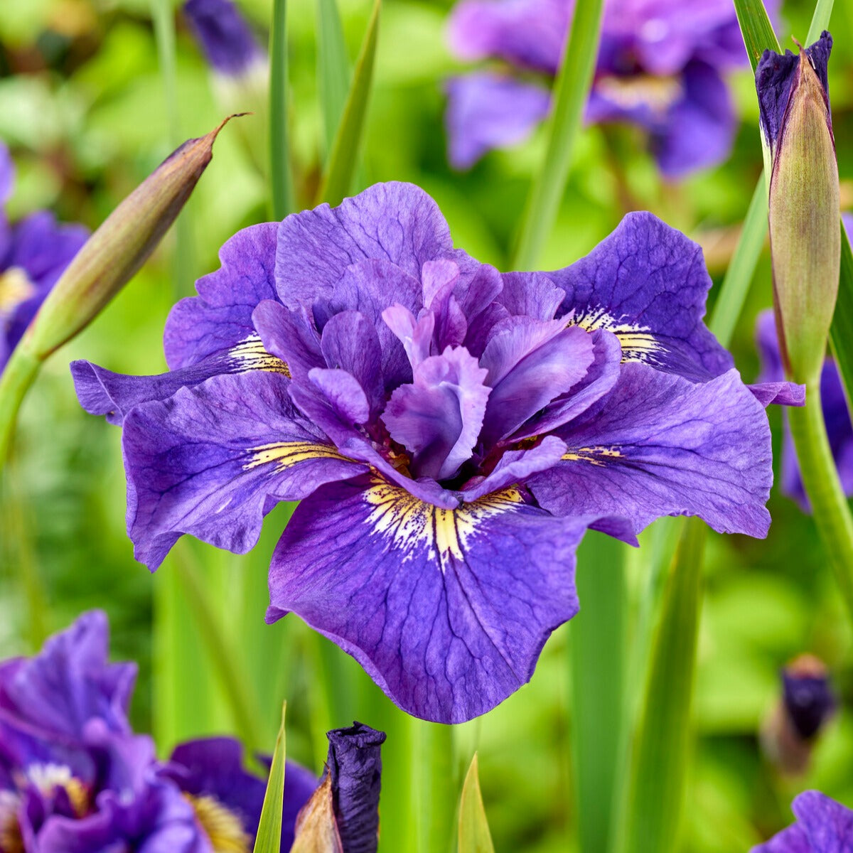 Bakker Iris de Sibérie collection paquet 6 racines fleur mix