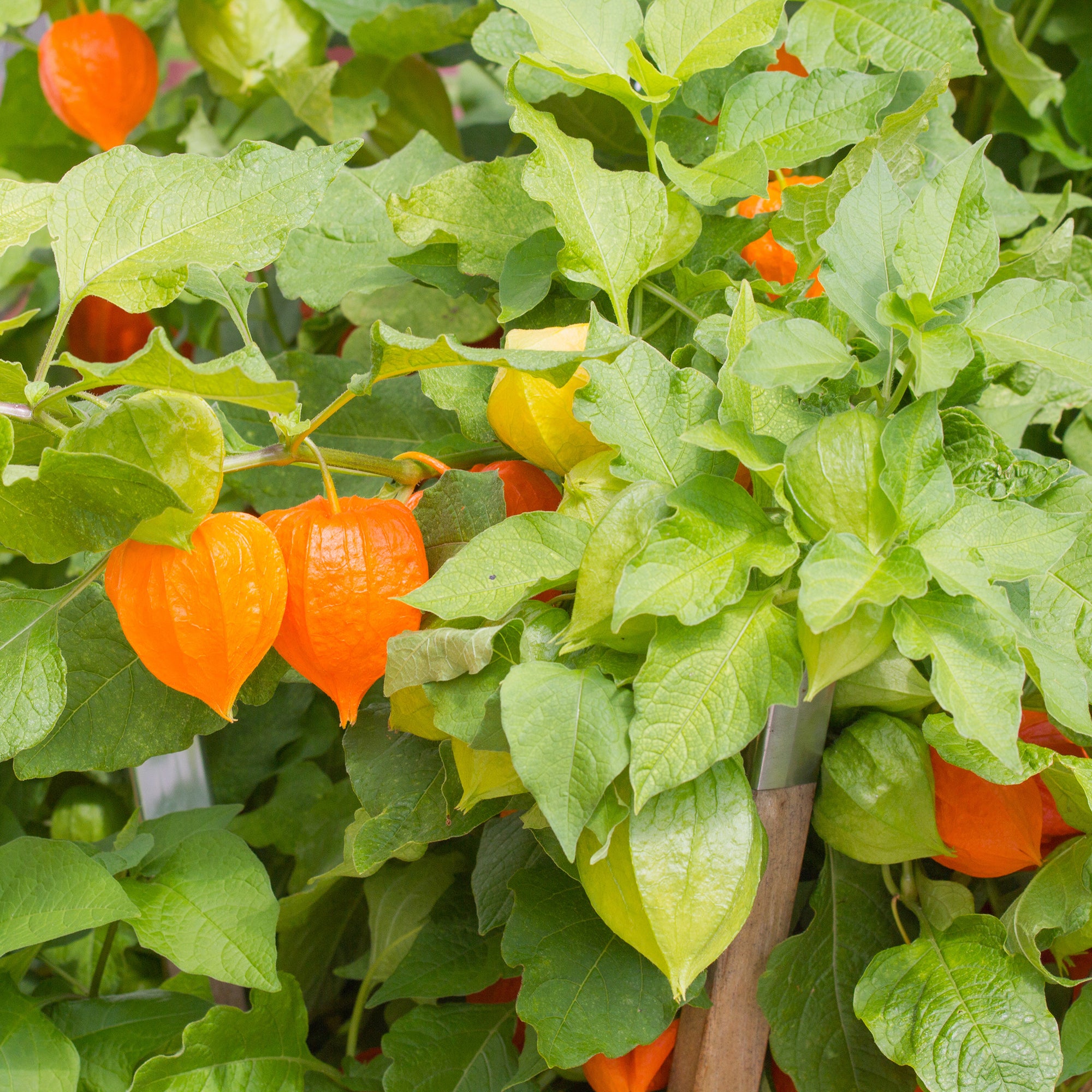 Bakker Plantes vivaces Physalis franchetii plante vivace pot 9cm lampions orange