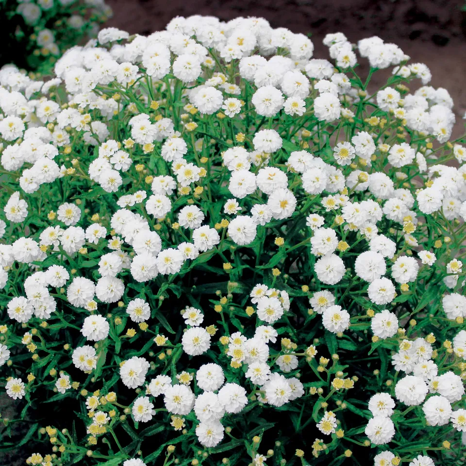Bakker Achillée Diadem plante vivace 3 racines nues fleurs blanches