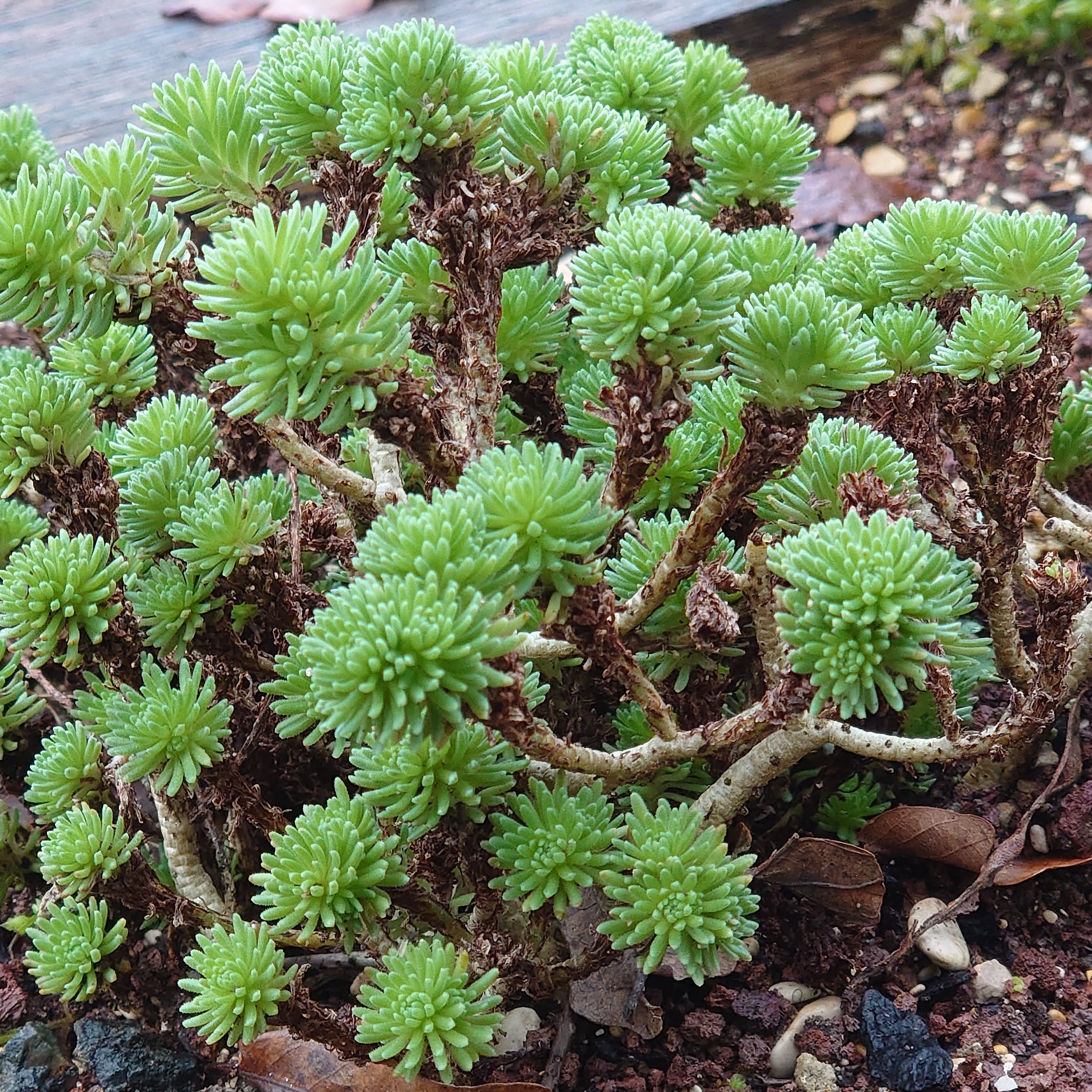 Passion Vivaces Sedum multiceps orpin pot 1L jaune citron bonsaï