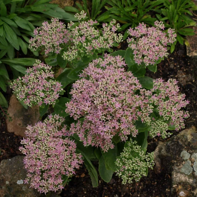 Passion Vivaces Sedum Carmen plante pot 1 litre rose