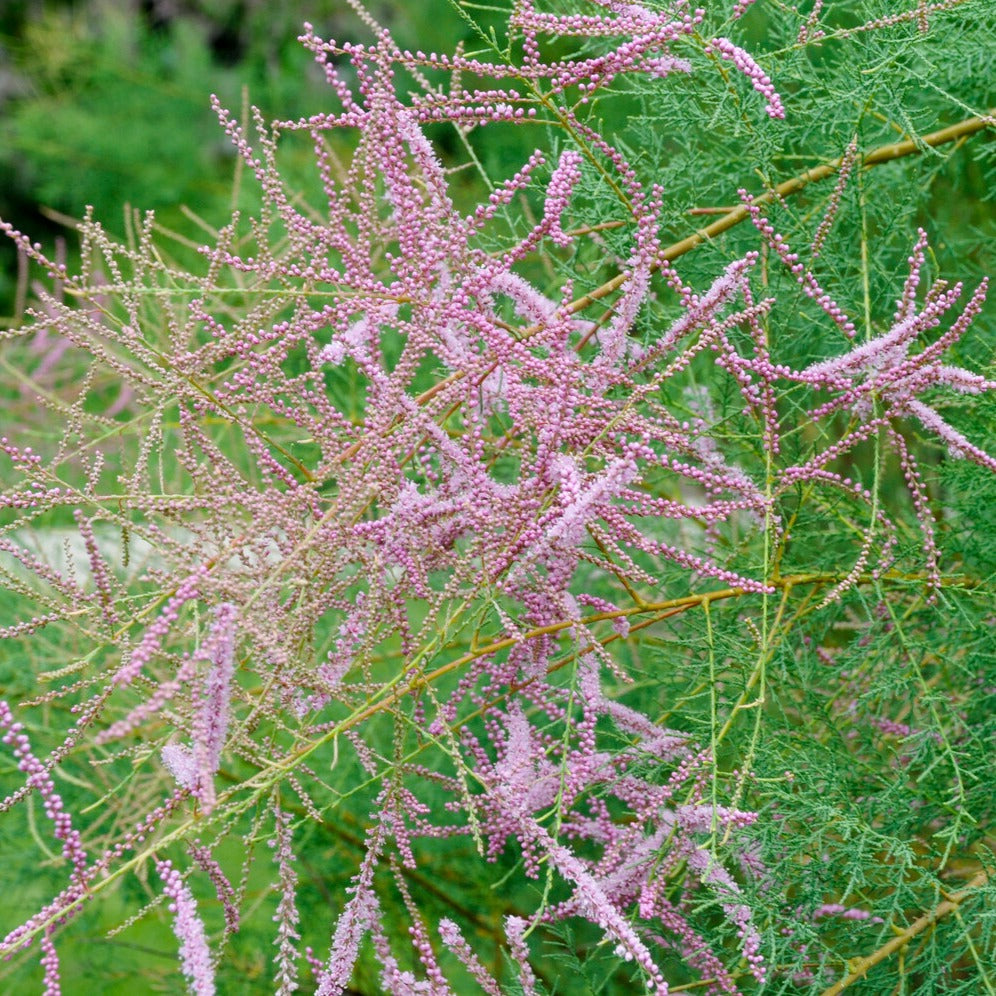 Bakker Tamaris d'été Pink Cascade arbuste pot 3L 40-50cm