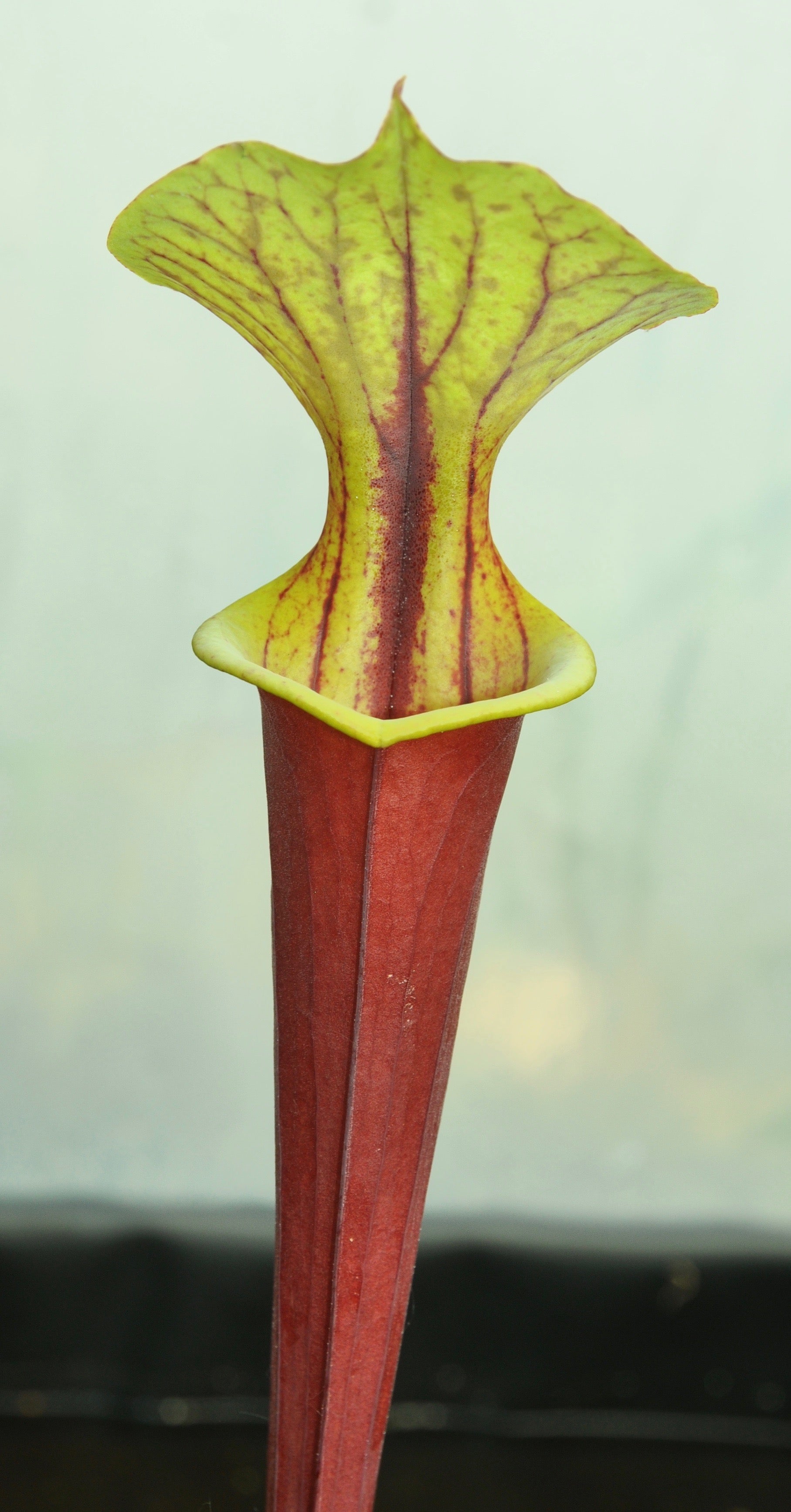 Carniflore Sarracenia flava rubricorpora plante carnivore 1 point