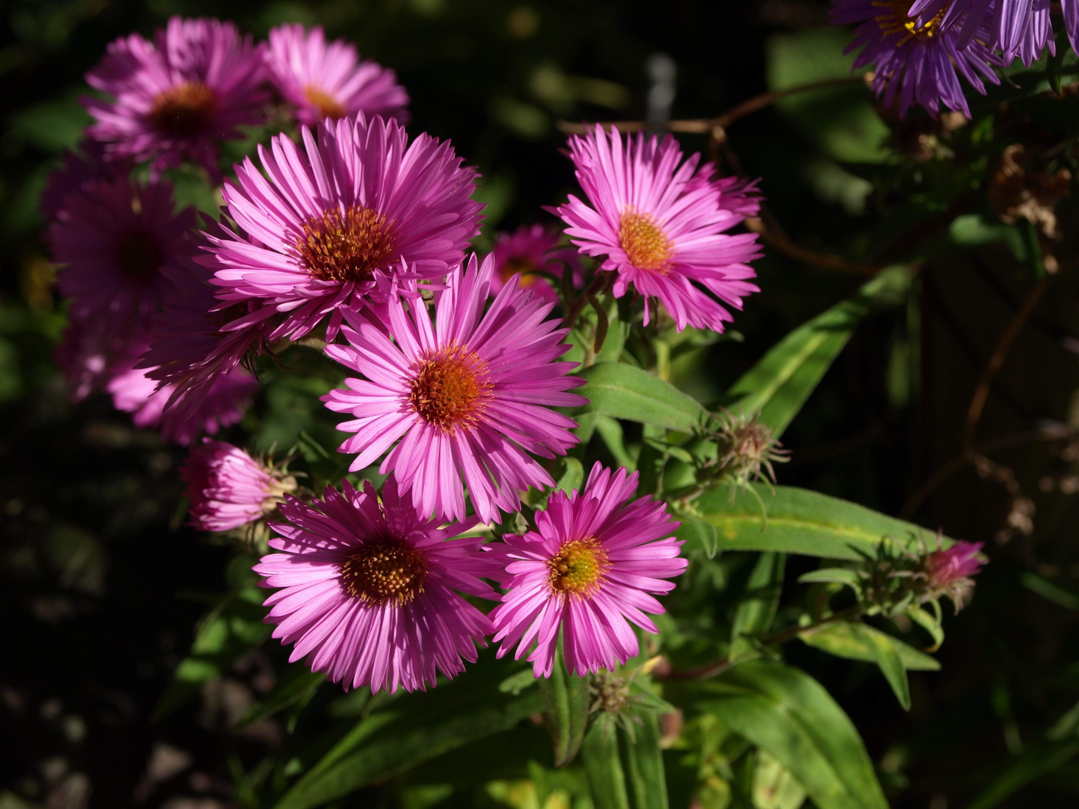 Aster Quinton Menzies plante vivace godet rose tendre