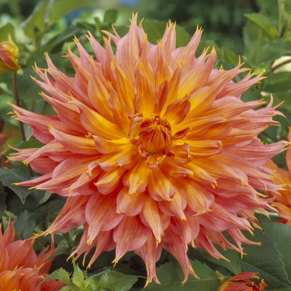Bakker Dahlia Cactus Omega bulbe orange calibre I sachet 1