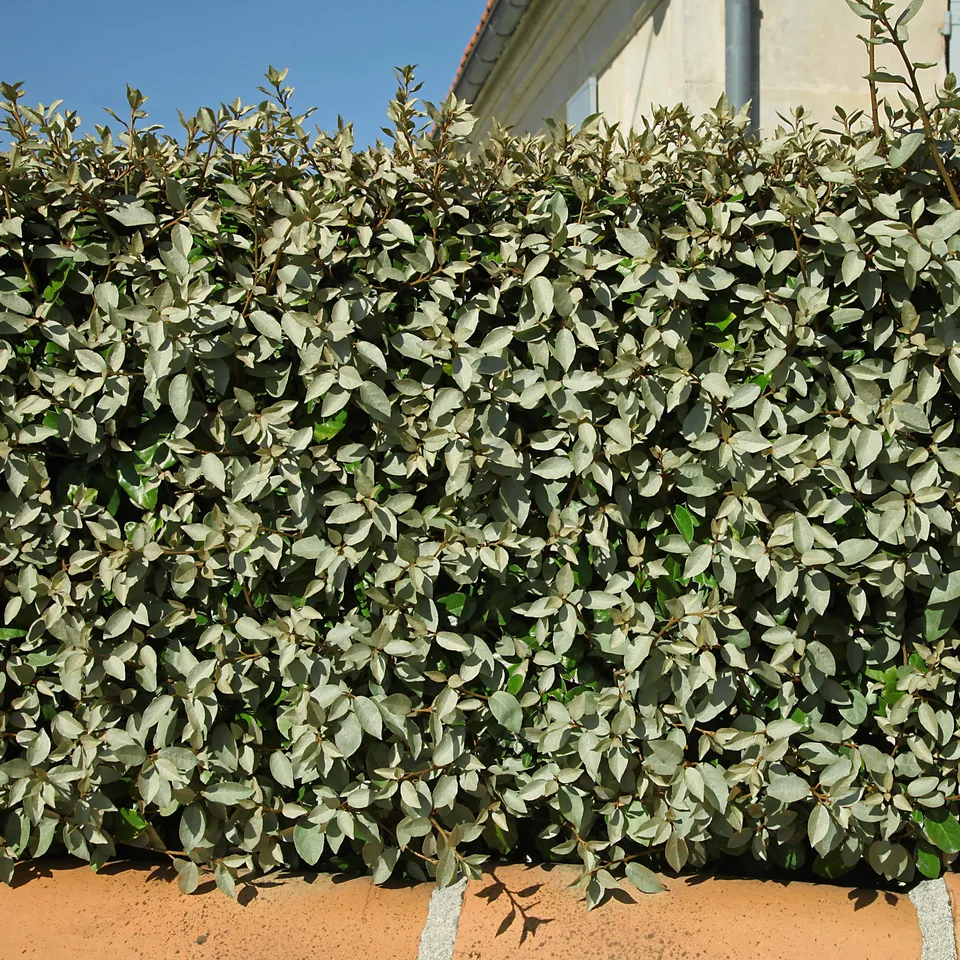 Bakker Eléagnus Ebbing haie persistante pot 1,3L