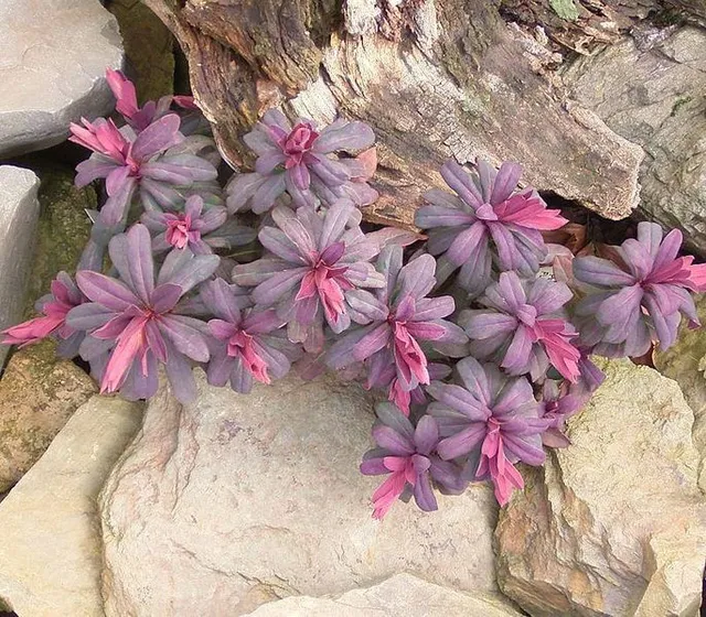 Passion Vivaces Euphorbia Ruby Glow plante pot 1L pourpre