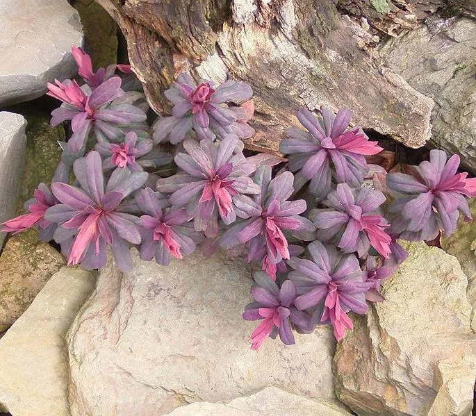 Passion Vivaces Euphorbia Ruby Glow plante pot 1L pourpre