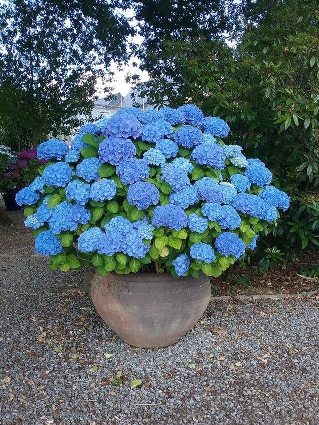Les Hortensias du Haut Bois Bodensee hortensia boule bleue godet