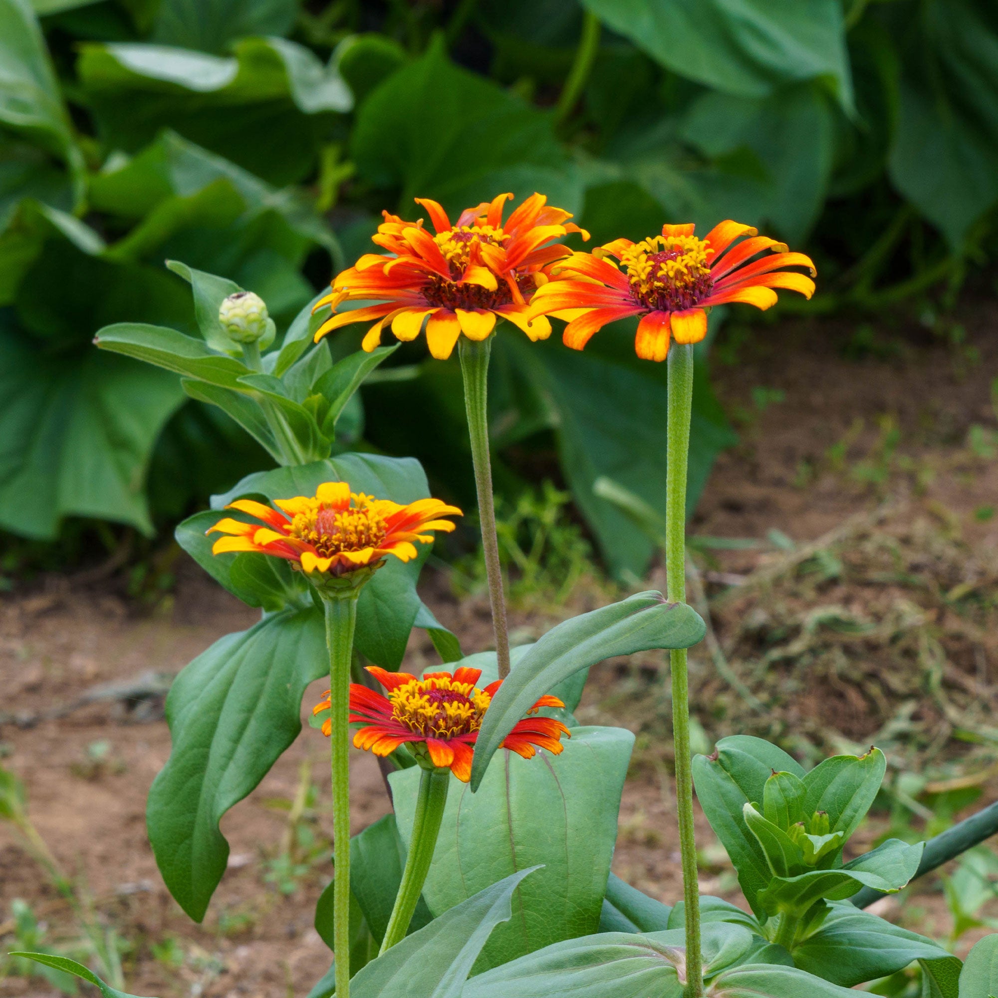 Bakker Zinnia Caroussel double graines 1g mélange bouquet