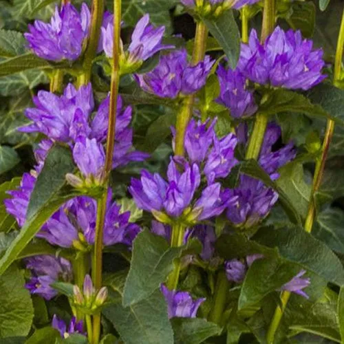 Bakker Campanule Freya agglomérée fleur violette pot 9cm