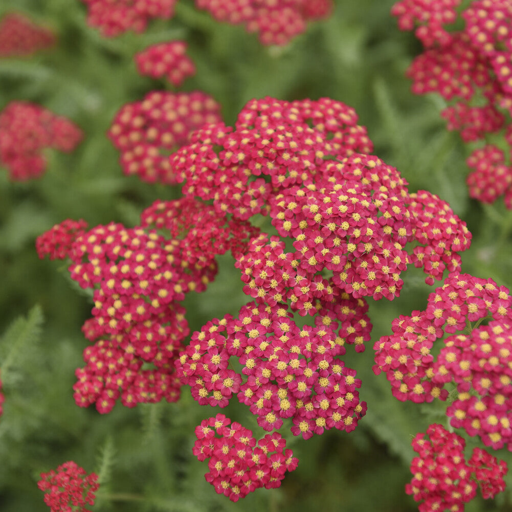 Bakker Achillée Paprika vivace pot 9cm rouge