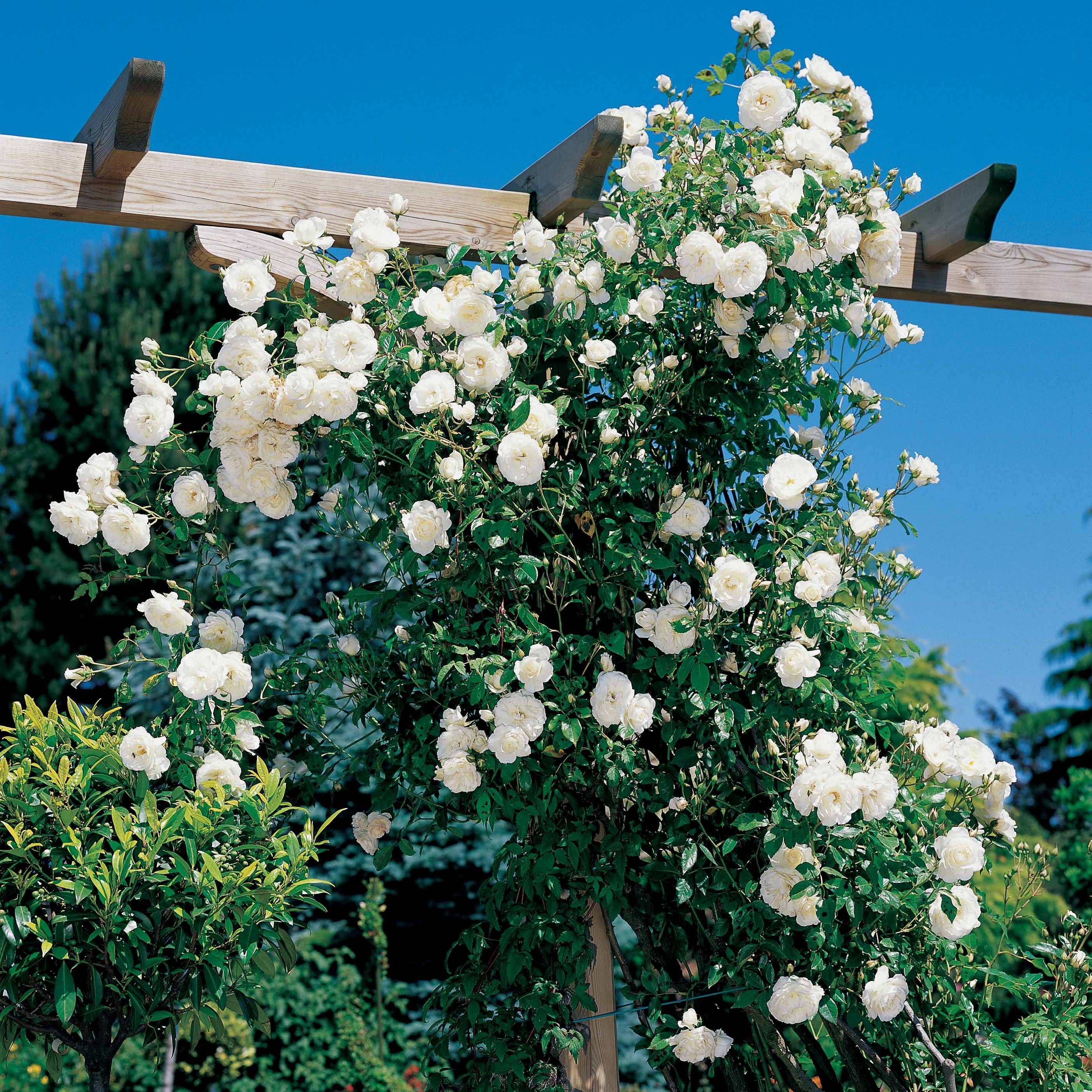 Bakker Hella rosier grimpant blanc racine nue 3 branches