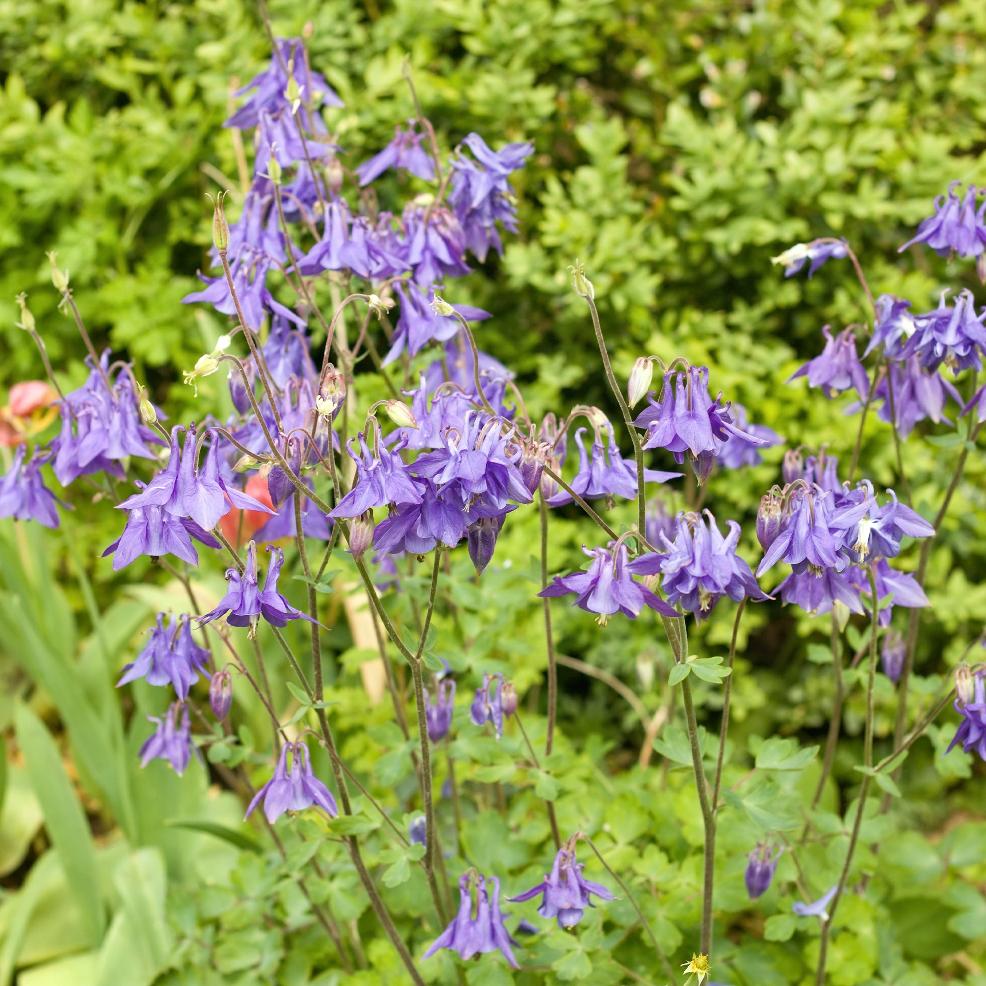 Bakker Ancolie des jardins vivace pot 9cm fleurs violettes